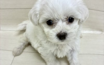 ハーフ犬（ペキニーズ×マルチーズ）