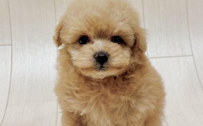 ハーフ犬(トイプードル×マルチーズ)