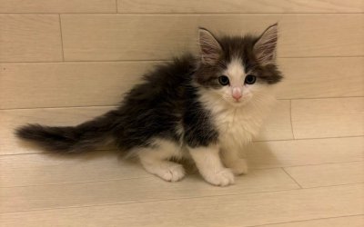 ノルウェージャンフォレストキャット