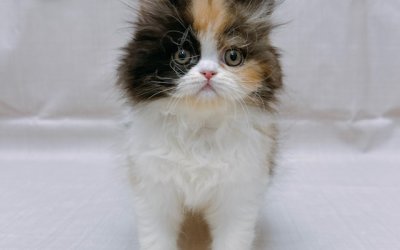 エキゾチック
