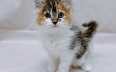 ノルウェージャンフォレストキャット