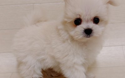 ハーフ犬（ポメラニアン×マルチーズ）