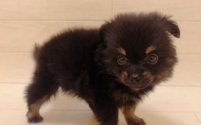 ハーフ犬（ポメラニアン×チワワ）