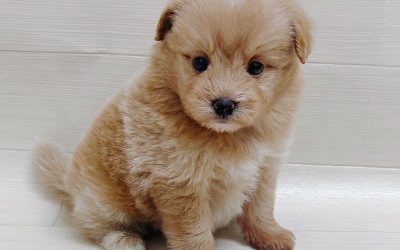 ハーフ犬（ポメラニアン×トイプードル）