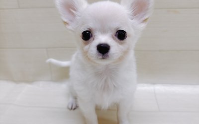 チワワ