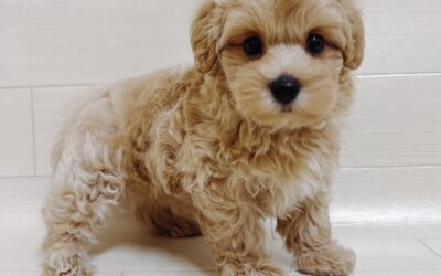 ハーフ犬（マルチーズ×トイプードル）
