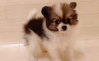 ハーフ犬（ポメラニアン×チワワ）