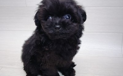 ハーフ犬（ポメラニアン×トイプードル）