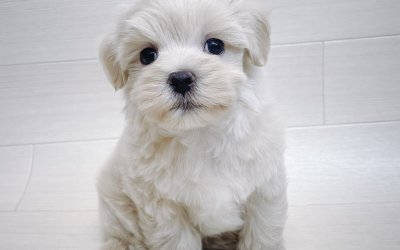 ハーフ犬（マルチーズ×トイプードル）