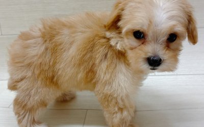 ハーフ犬（トイプードル×マルチーズ）
