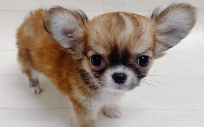 チワワ