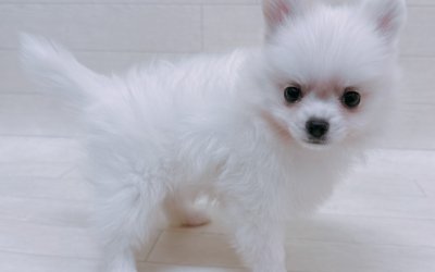 ハーフ犬（ポメラニアン×チワワ）