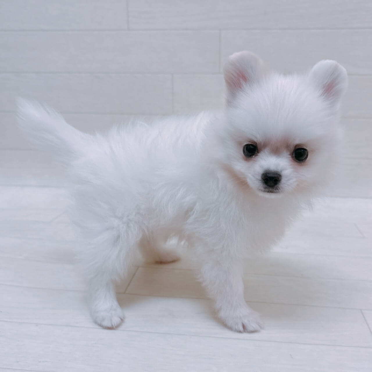 ハーフ犬（ポメラニアン×チワワ）