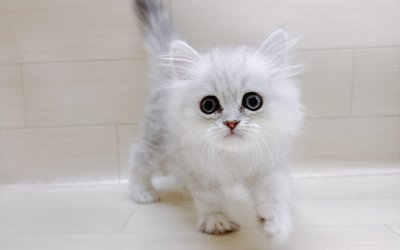ペルシャ