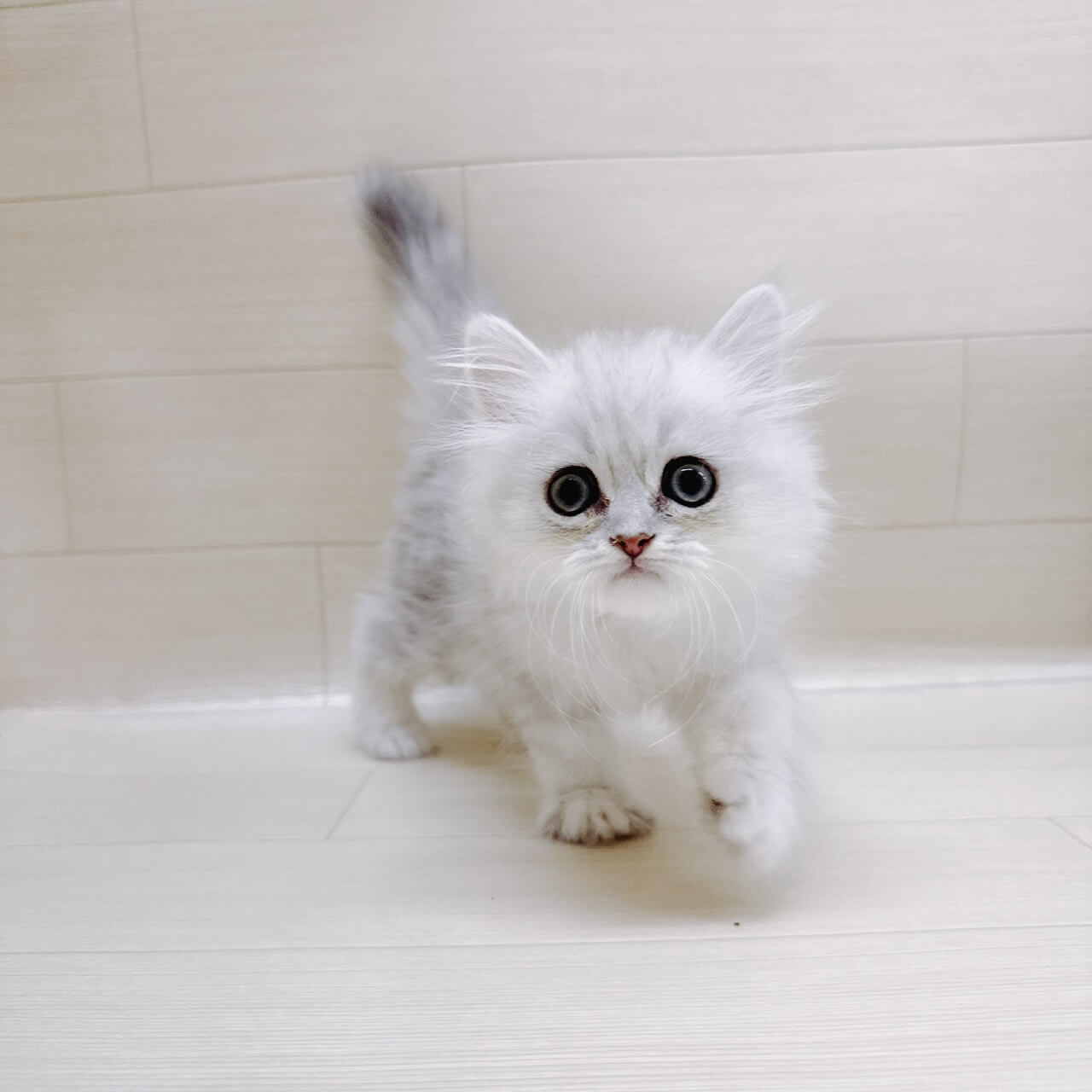 ペルシャ