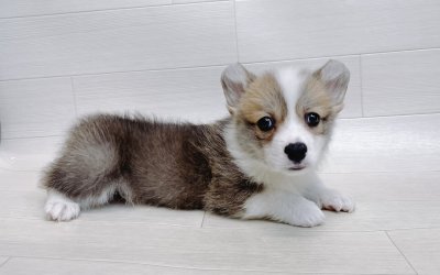 ウエルシュコーギー