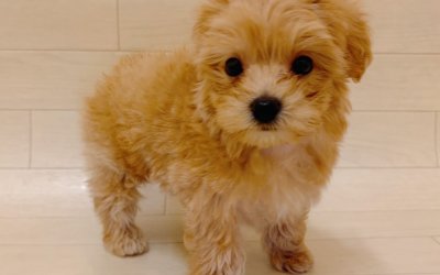 ハーフ犬（トイプードル×マルチーズ）