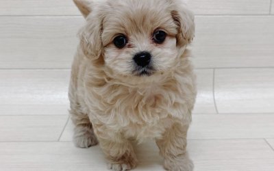 ハーフ犬（トイプードル×ペキニーズ）
