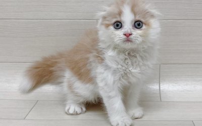スコティッシュフォールド
