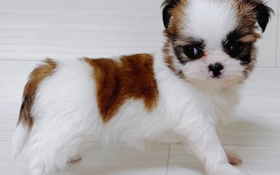 ハーフ犬（チワワ×シーズー）