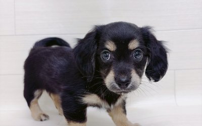 ハーフ犬（チワワ×ミニチュアダックスフンド）
