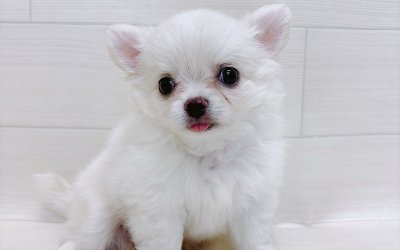 チワワ