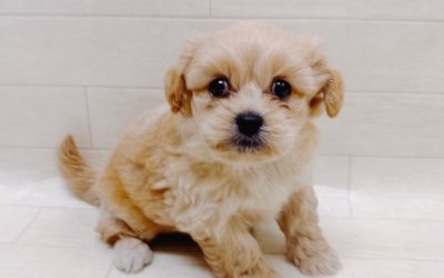 ハーフ犬（ペキニーズ×トイプードル）