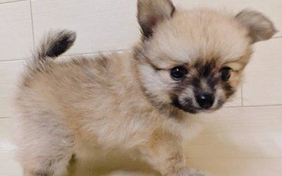 ハーフ犬（ポメラニアン×チワワ）