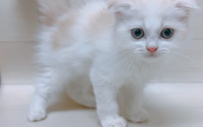 スコティッシュフォールド