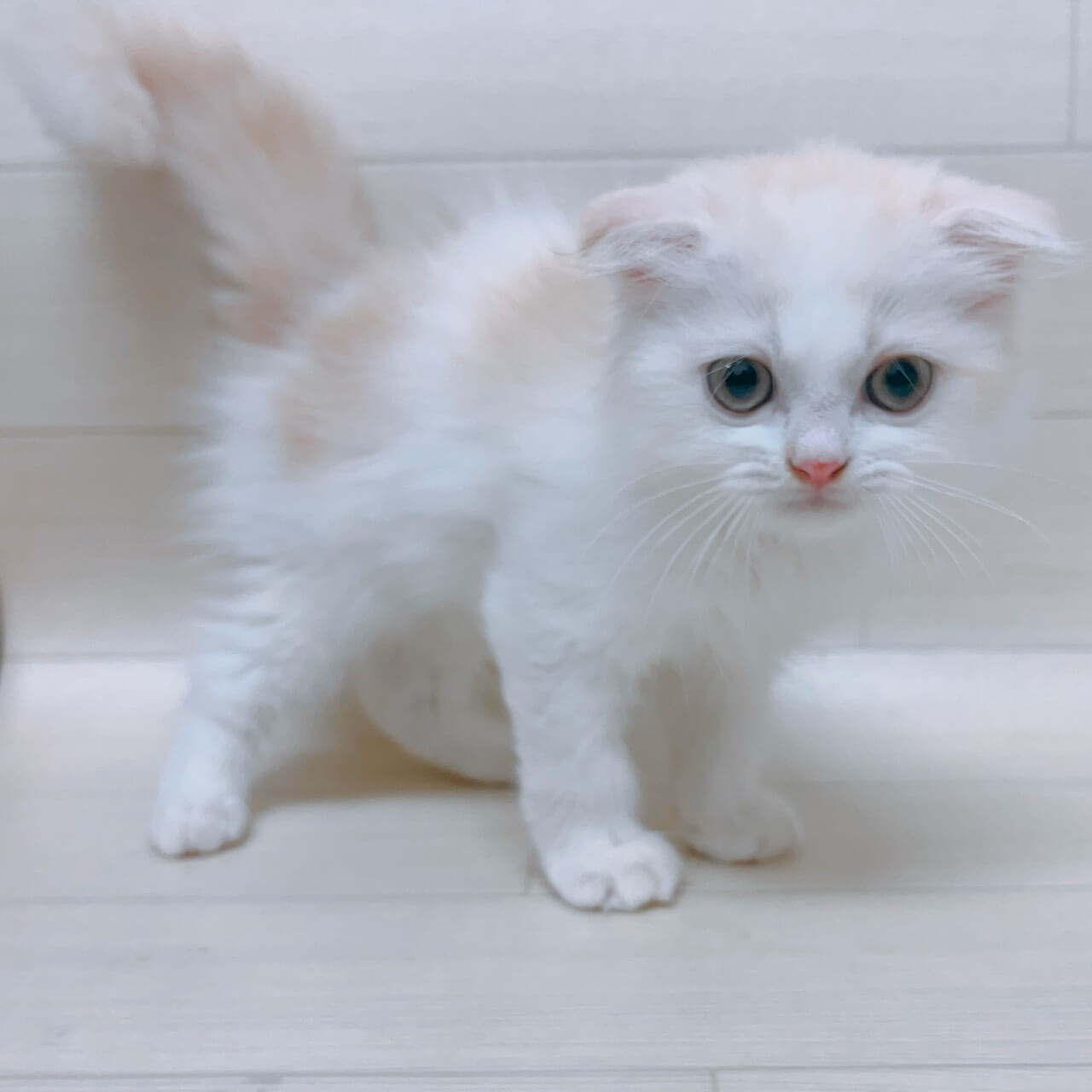 スコティッシュフォールド