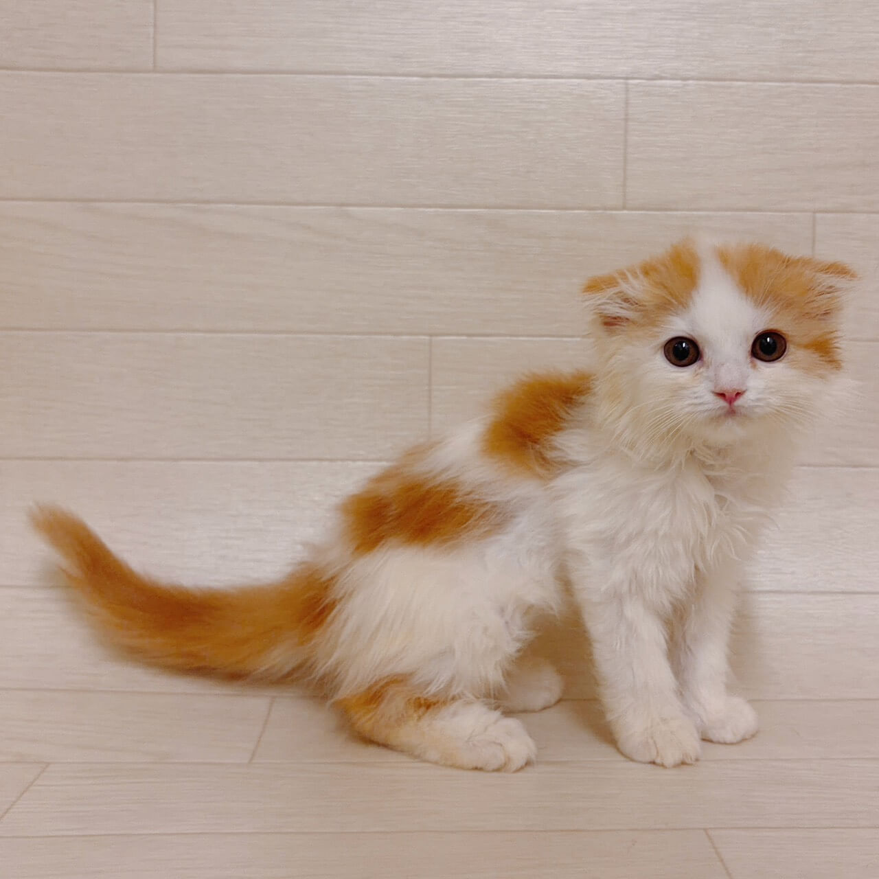 スコティッシュフォールド