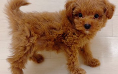 ハーフ犬（トイプードル×ポメラニアン）