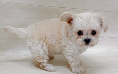 ハーフ犬（チワワ×トイプードル）