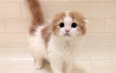 スコティッシュフォールド