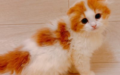 スコティッシュフォールド