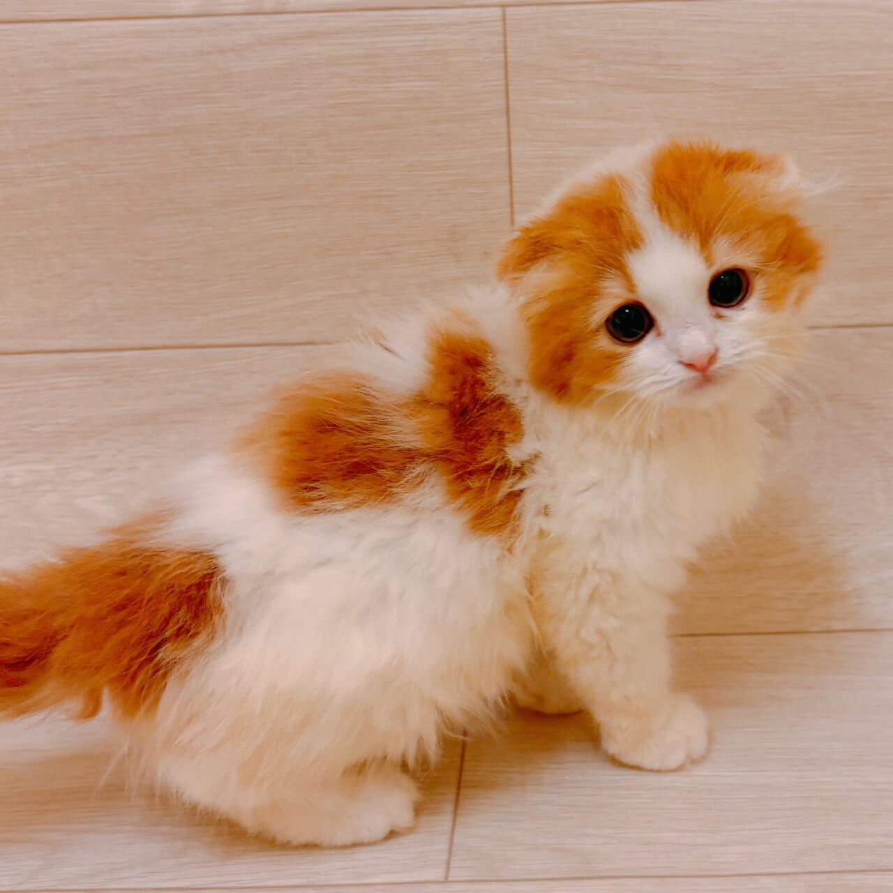 スコティッシュフォールド