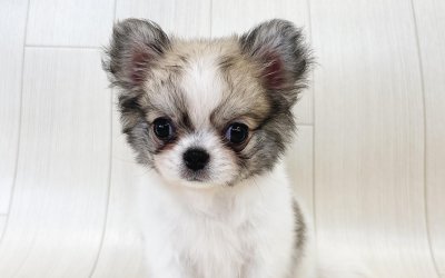チワワ