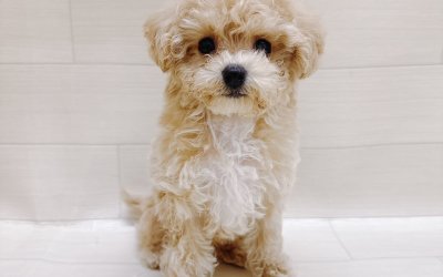 ハーフ犬（トイプードル×ビションフリーゼ）