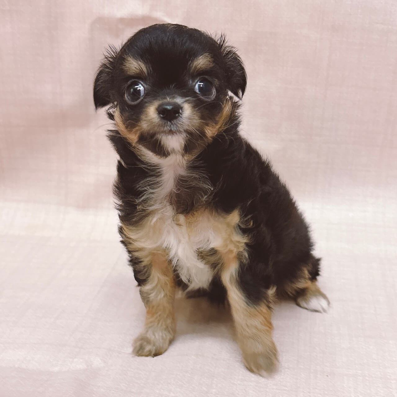 チワワ