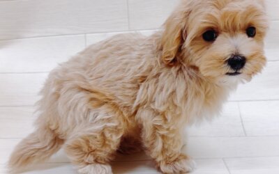 ハーフ犬（マルチーズ×トイプードル）