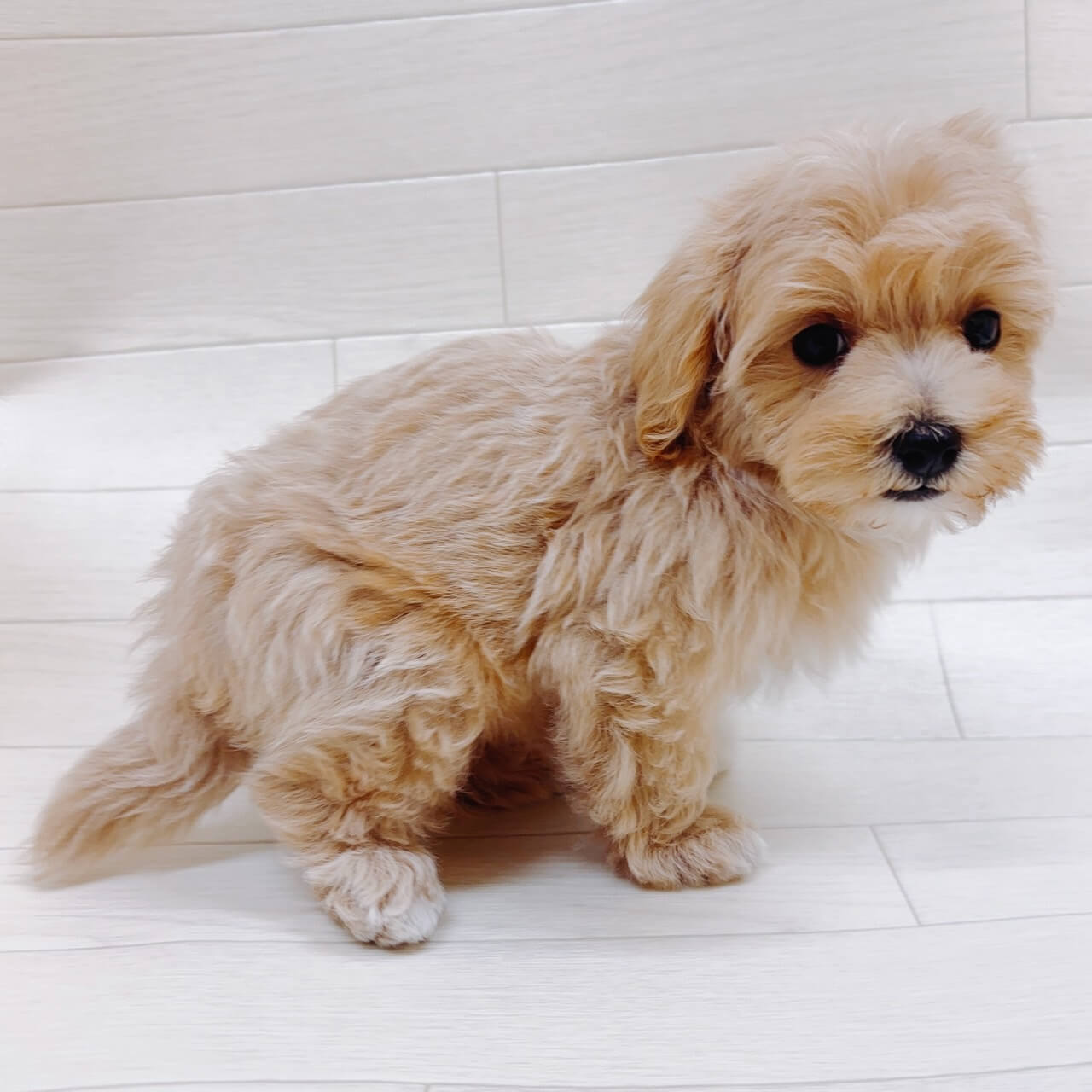 ハーフ犬（マルチーズ×トイプードル）