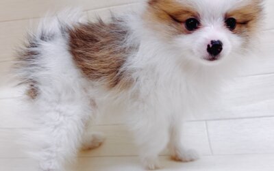 ハーフ犬（ポメラニアン×チワワ）