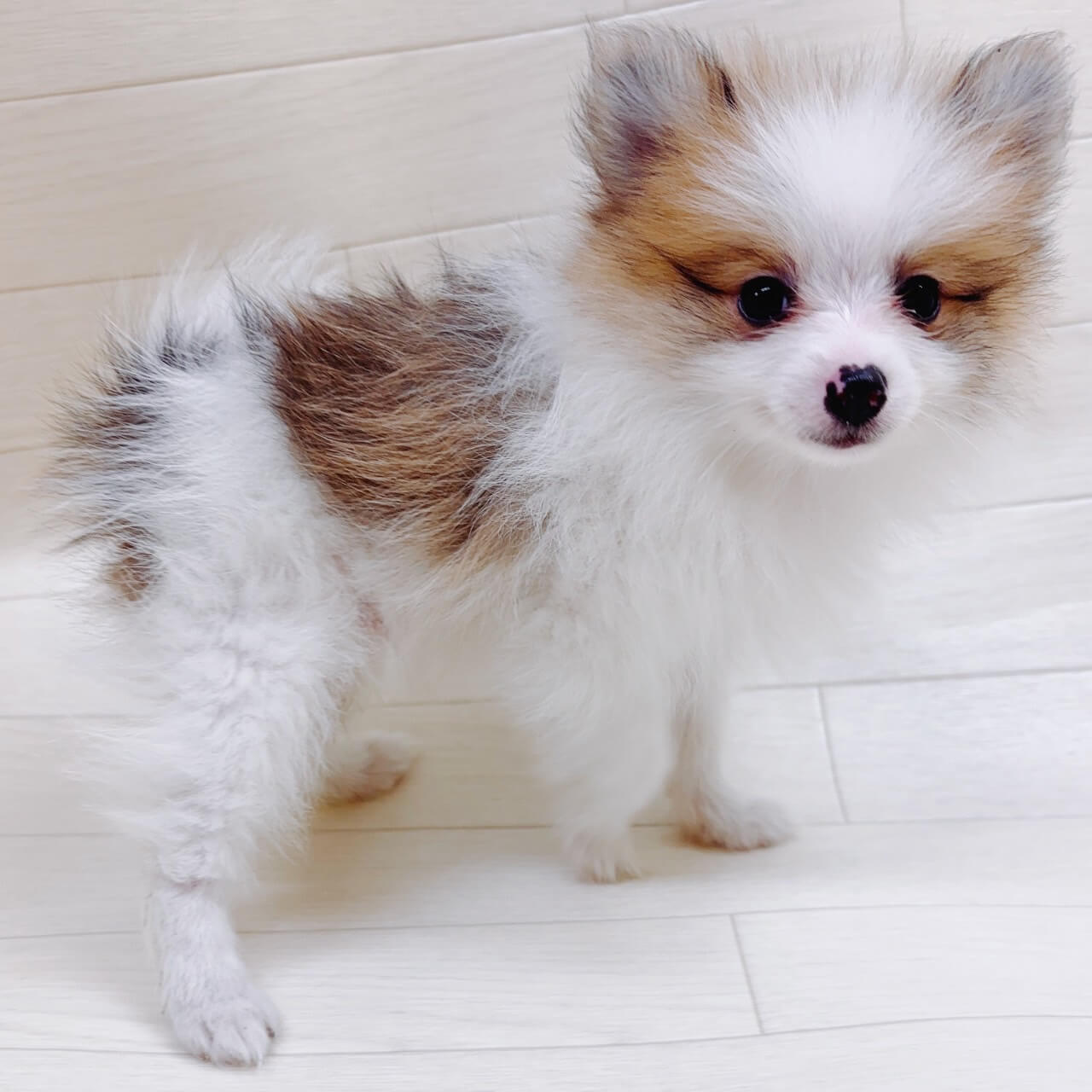 ハーフ犬（ポメラニアン×チワワ）