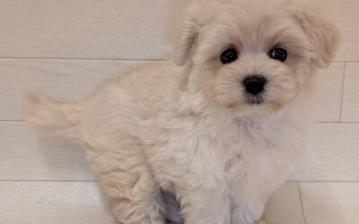 ハーフ犬（マルチーズ×トイプードル）