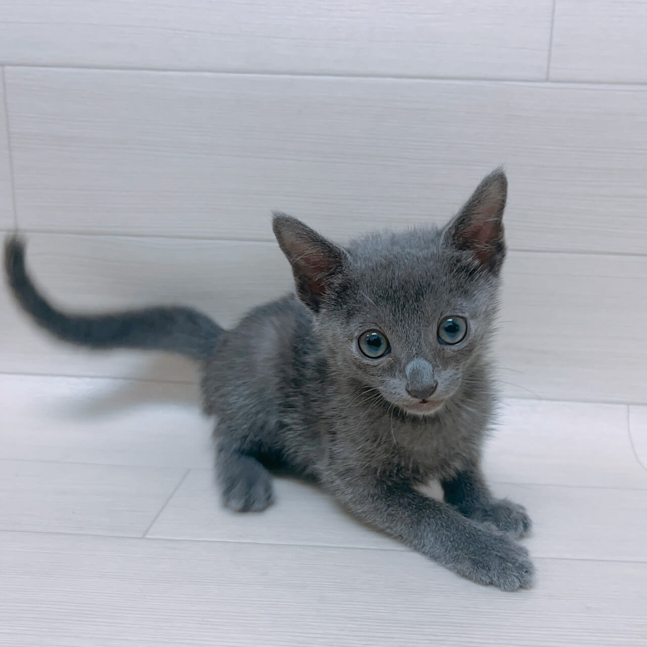 埼玉県のロシアンブルー (ペットアイランド 三郷中央店/2026年6月6日生まれ/男の子/ブルー)の子猫
