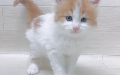メインクーン