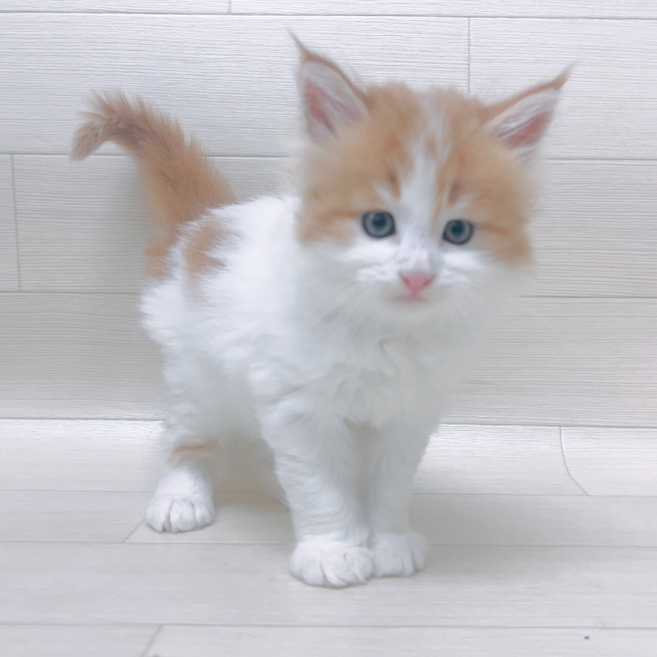 メインクーン