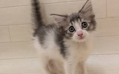 ノルウェージャンフォレストキャット
