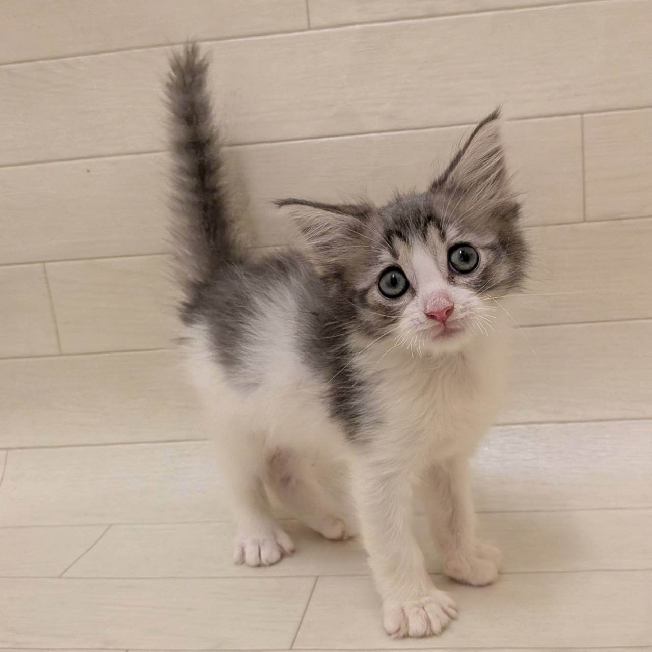 ノルウェージャンフォレストキャット