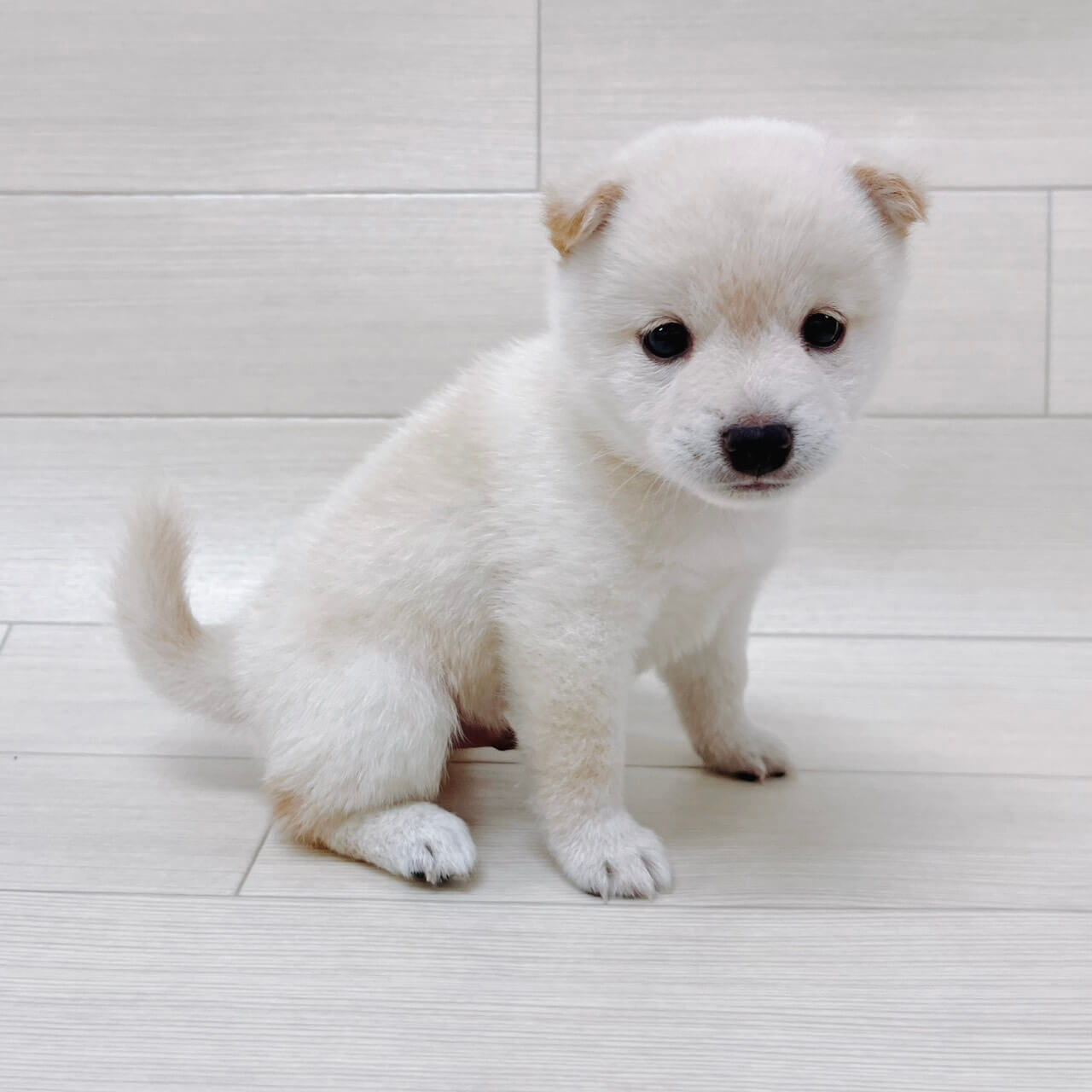 埼玉県の豆柴 (ハッピーベル 草加舎人店/2026年6月6日生まれ/男の子/白)の子犬